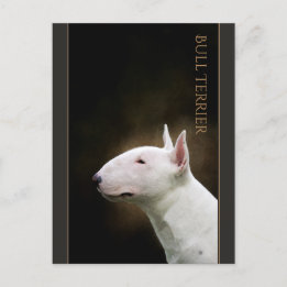 Postal de Bull Terrier