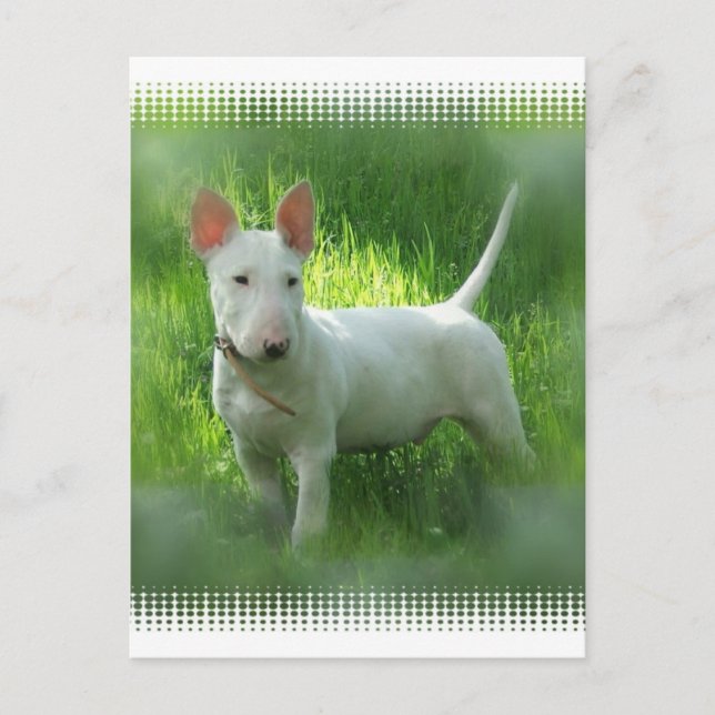 Postal de Bull Terrier (Anverso)