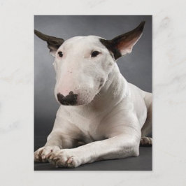 Postal de Bull Terrier en inglés