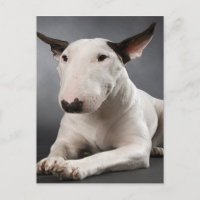 Postal de Bull Terrier en inglés