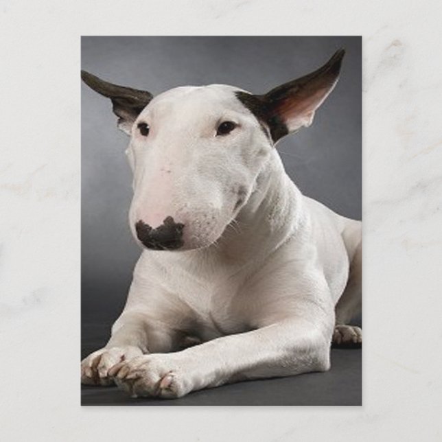 Postal de Bull Terrier en inglés (Anverso)