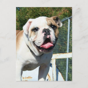 postal de bulldog