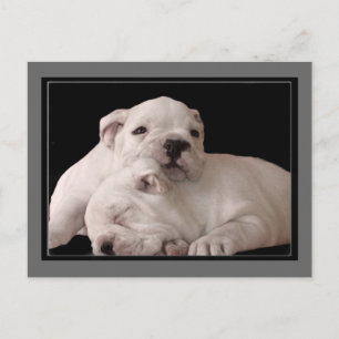 postal de bulldog Cachorros