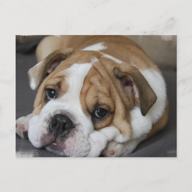 Postal de Bulldog durmiente (Anverso)