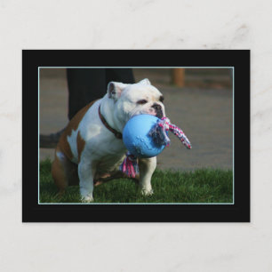 postal de Bulldog en inglés