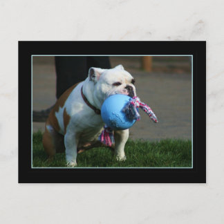 postal de Bulldog en inglés