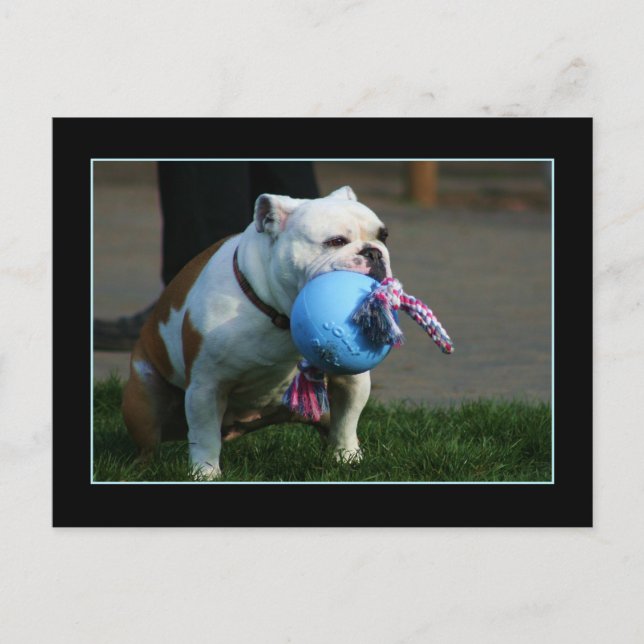 postal de Bulldog en inglés (Anverso)
