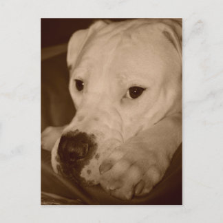 Postal de Bulldog estadounidense