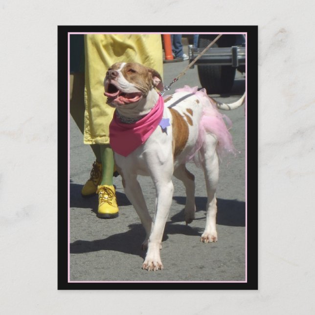 postal de Bulldog estadounidense (Anverso)