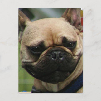 Postal de Bulldog francés