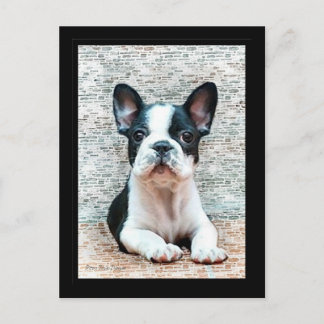 Postal de Bulldog francés