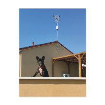 Postal de Bulldog francés feliz