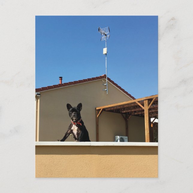 Postal de Bulldog francés feliz (Anverso)