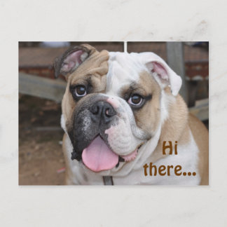 Postal de bulldog "Hola"