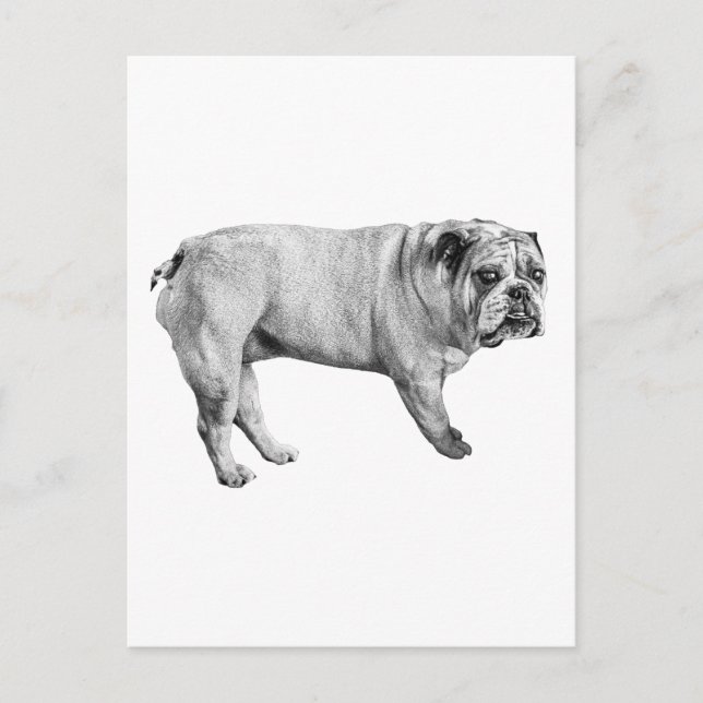 Postal de Bulldog tonal (Anverso)