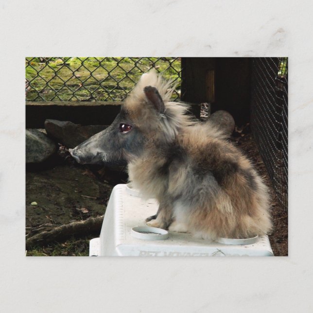 Postal de Bunnypig (Anverso)