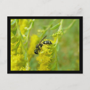 Postal de búsqueda de avispón amarillo negro