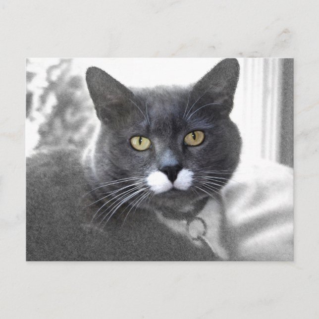 Postal de Buster (Anverso)