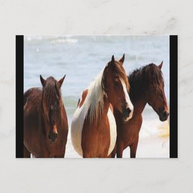 Postal de caballo (Anverso)