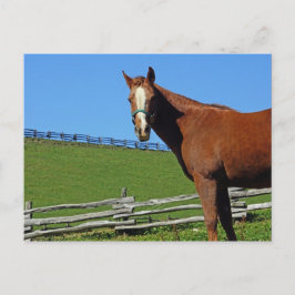 Postal de caballo