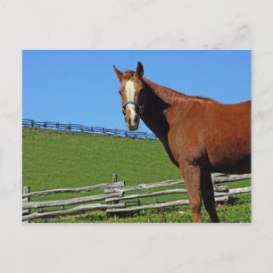 Postal de caballo