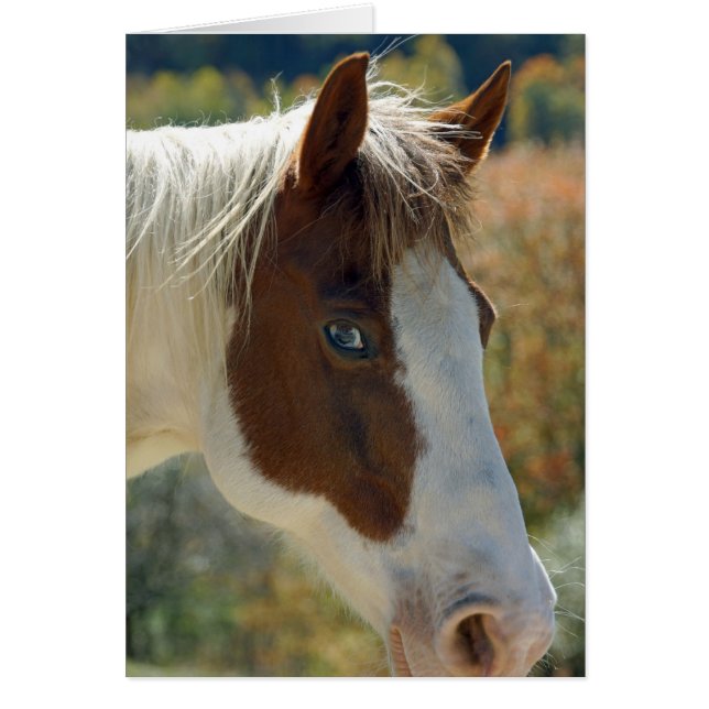 Postal de caballo (Frente)