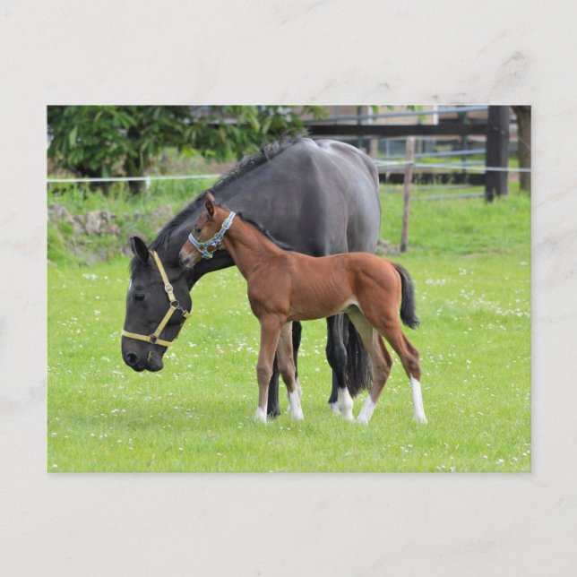 Postal de caballo (Anverso)