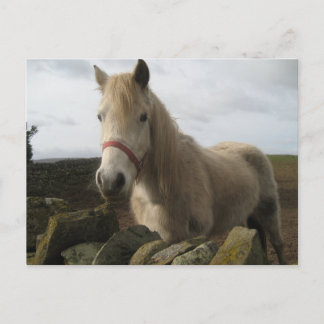 Postal de caballo