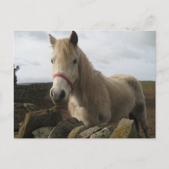 Postal de caballo (Anverso)