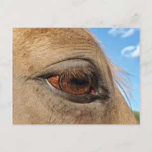 Postal de caballo