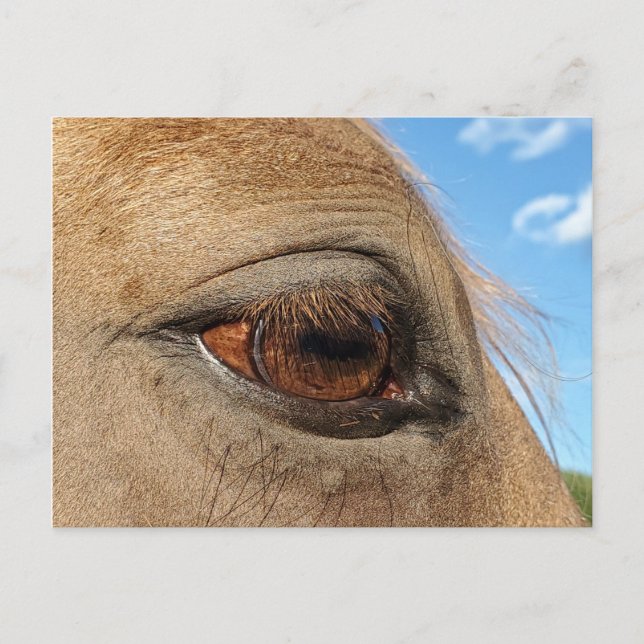 Postal de caballo (Anverso)