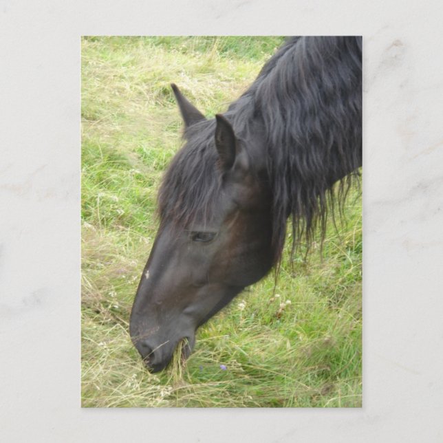 Postal de caballo (Anverso)