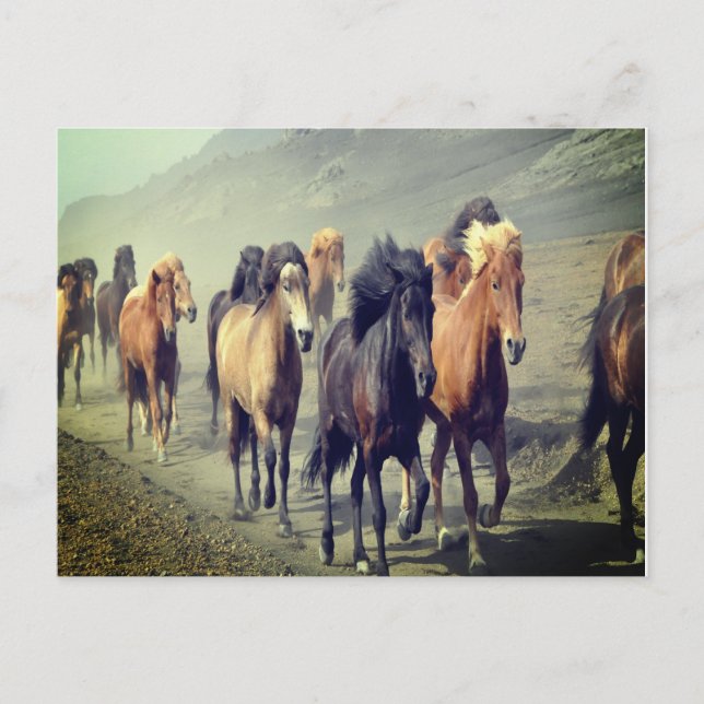 Postal de caballo (Anverso)