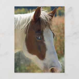 Postal de caballo