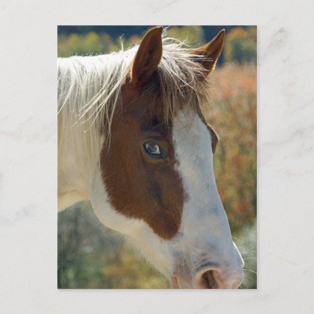 Postal de caballo (Anverso)