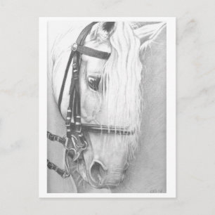 Postal de caballo