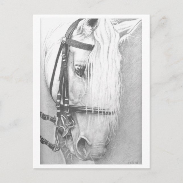 Postal de caballo (Anverso)