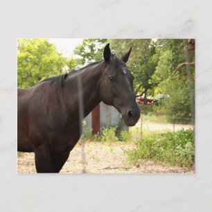 Postal de caballo