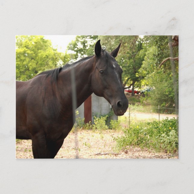 Postal de caballo (Anverso)