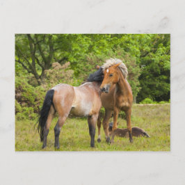 Postal de caballo