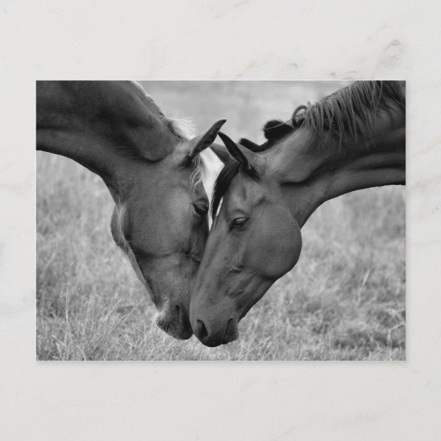 Postal de caballo (Anverso)