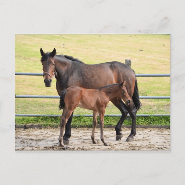 Postal de caballo (Anverso)