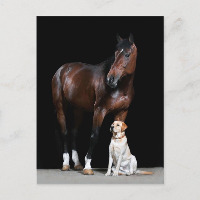 Postal de caballo (Anverso)