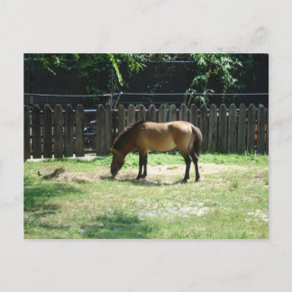 Postal de caballo