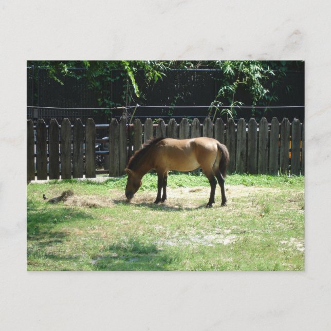 Postal de caballo (Anverso)