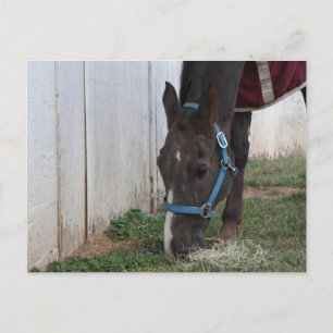Postal de caballo