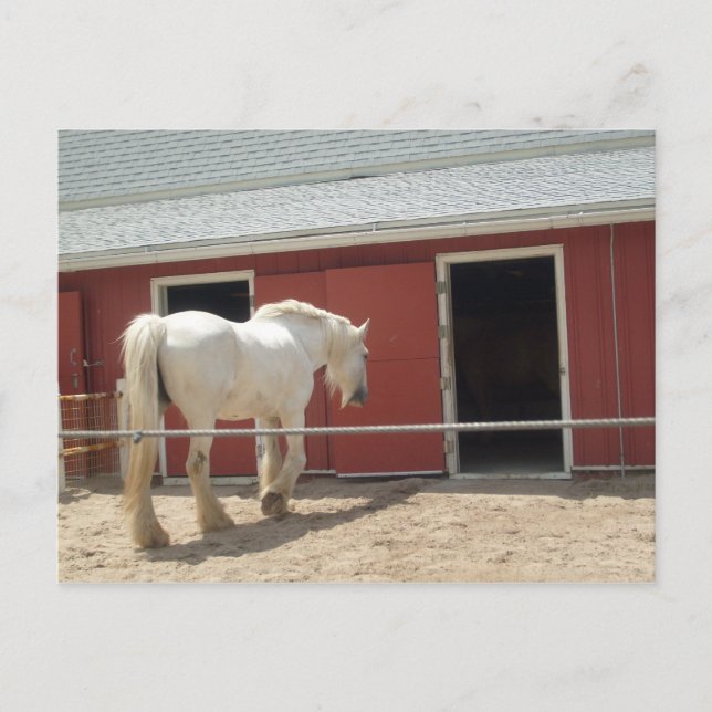 postal de caballo (Anverso)