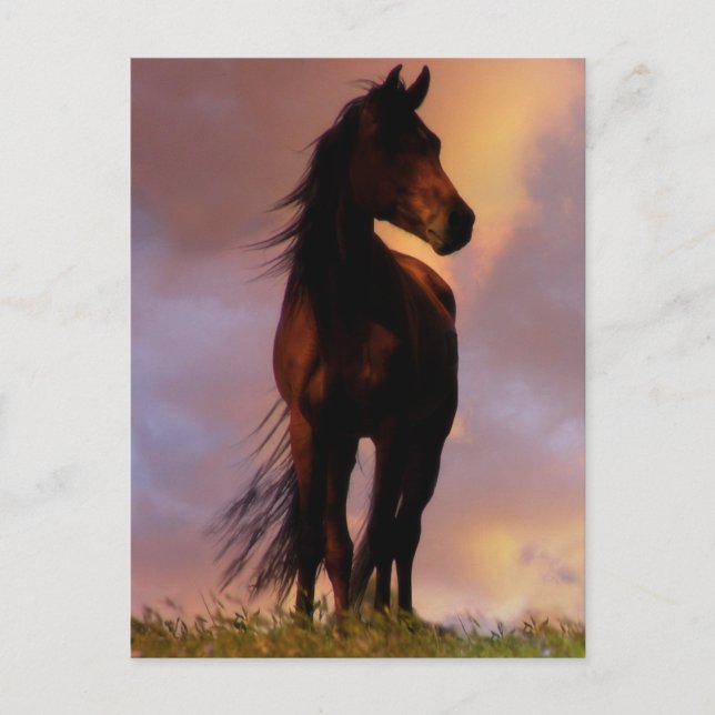 Postal de caballo (Anverso)