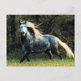 Postal de caballo