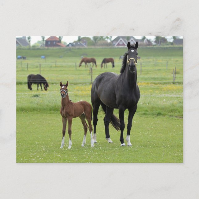 Postal de caballo (Anverso)